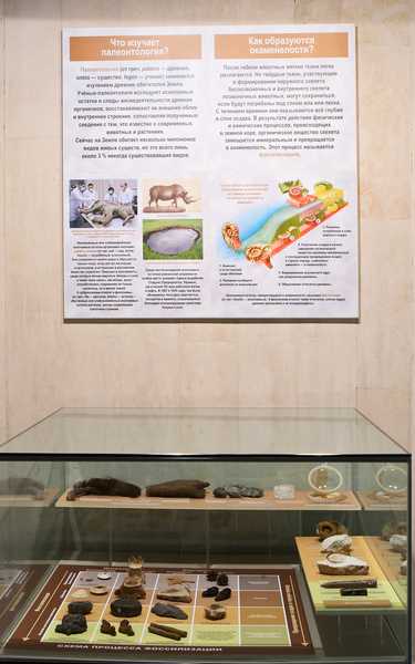 какие загадки прошлого помогают разгадать ископаемые?